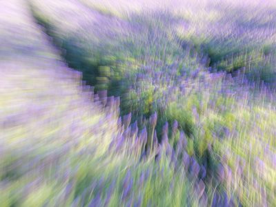 Fine Art Photography & Decor Cape Town Lavender Fields